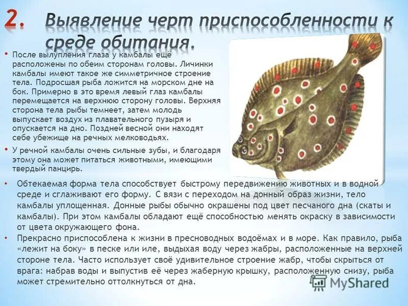 черты приспособленности к среде обитания рыбы. приспособленность организмов к водной средам жизни. приспособление рыб к условиям обитания. черты приспособленности к среде обитания рыбы. черты приспособления рыб к водной среде.