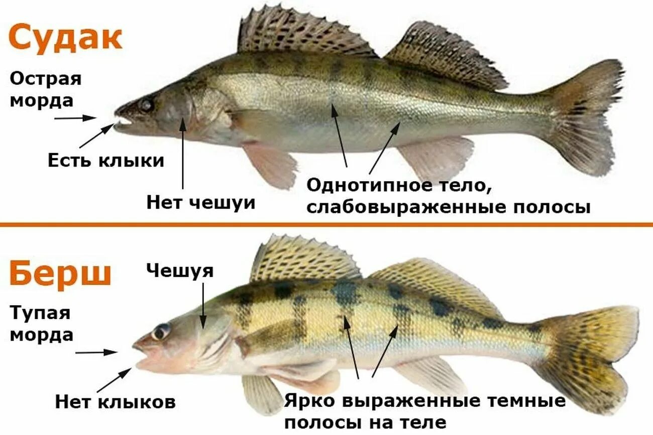 Как отличить рыбу. Бёрш и Судак отличия. Берш и Судак разница. Судак берш Ерш. Судак обыкновенный берш морской.