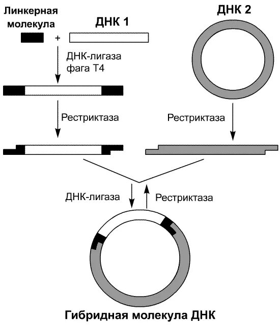 Конструирование рекомбинантных молекул ДНК. Метод рекомбинантных плазмид. Схема создания рекомбинантной ДНК. Технология рекомбинантных ДНК схема. Этапы получения бактерий с рекомбинантной плазмидой