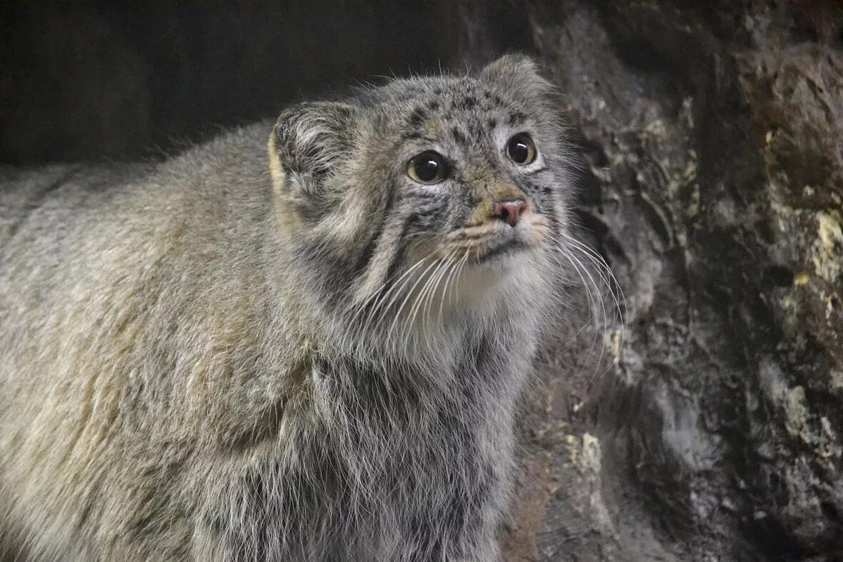 Кот Манул. Сибирский дикий кот Манул. Дикий Лесной кот Манул. Манул Забайкальский дикий кот. Плотность шерсти манула