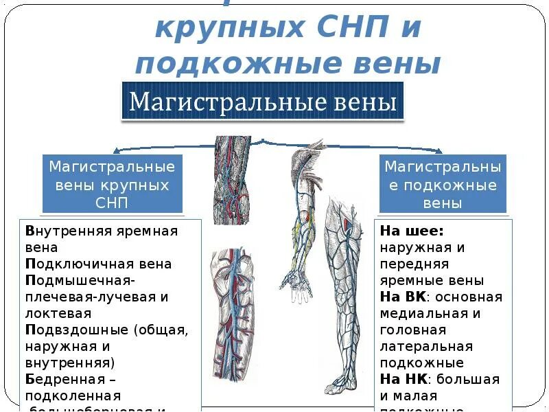 Если не видно вен как попасть