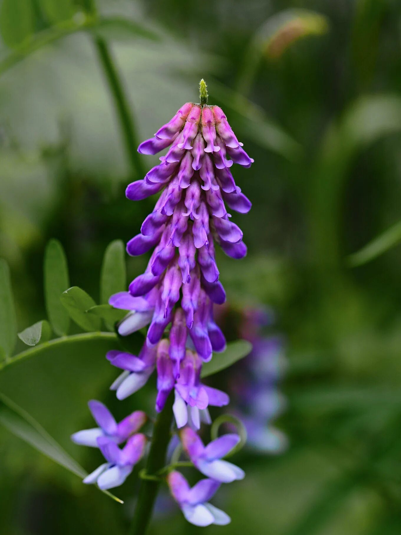 Горошек мышиный (Vicia cracca). Вика мышиный горошек. Мышиный горошек Луговой. Растение Вика мышиный горошек.