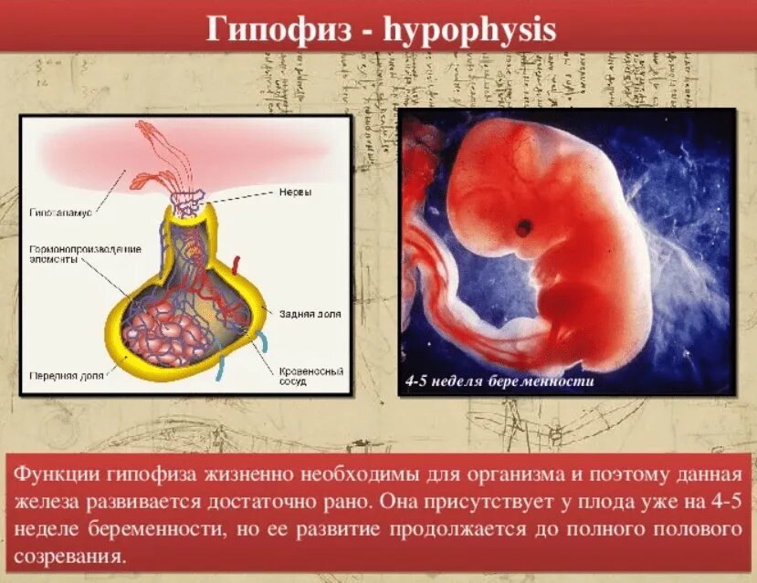 Гипофиз у животных. Гипофиз функции. Гипофиз строение и функции. Гипофиз и его функции кратко. Функция гипофиза в организме человека.