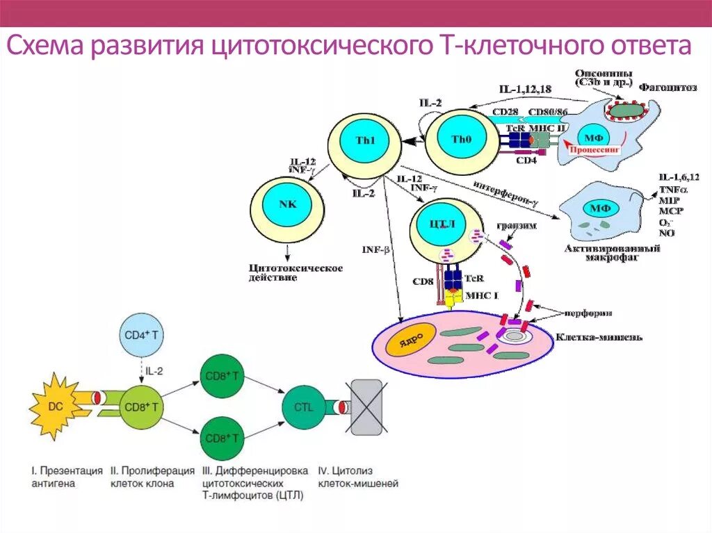 Развитие иммунного ответа