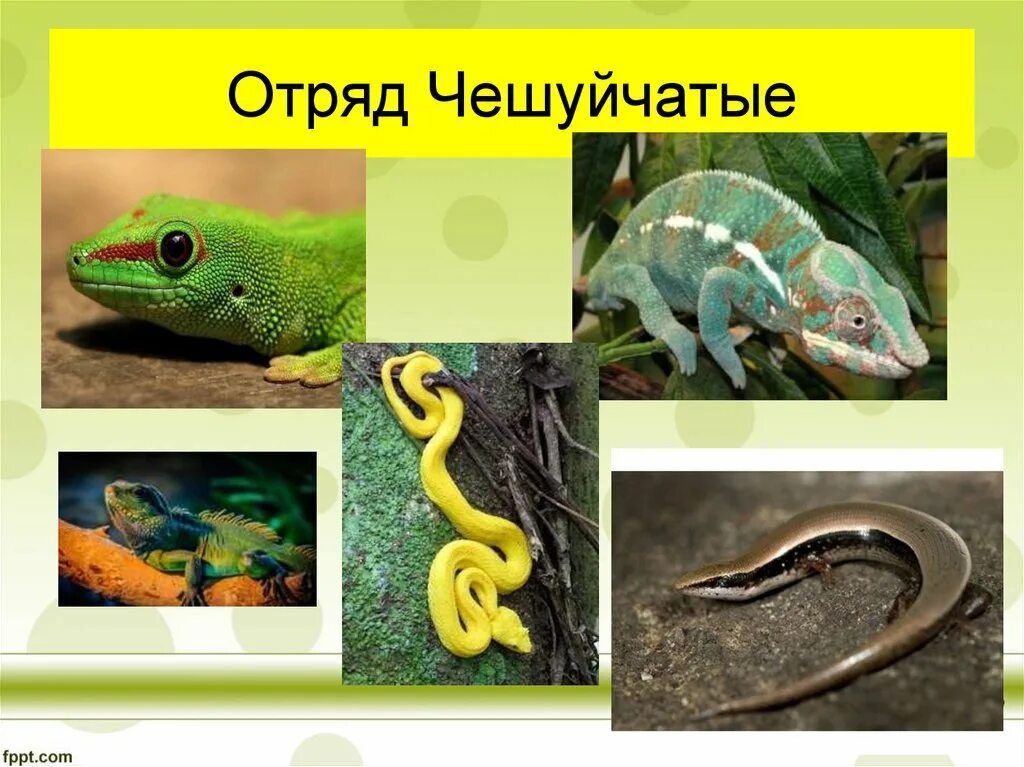 Рептилии отряд чешуйчатые. Представители отряда чешуйчатые класса пресмыкающиеся. Биология класс пресмыкающиеся отряд чешуйчатые. Чешуйчатые змеи представители. Отряд чешуйчатые ящерицы и змеи.