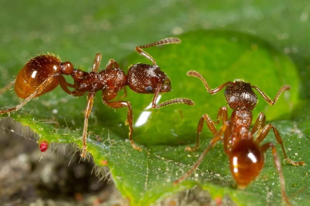 Муравей фото. Myrmica rubra. Муравей рода мирмика. Красный Лесной муравей. Муравейник красных муравьев.