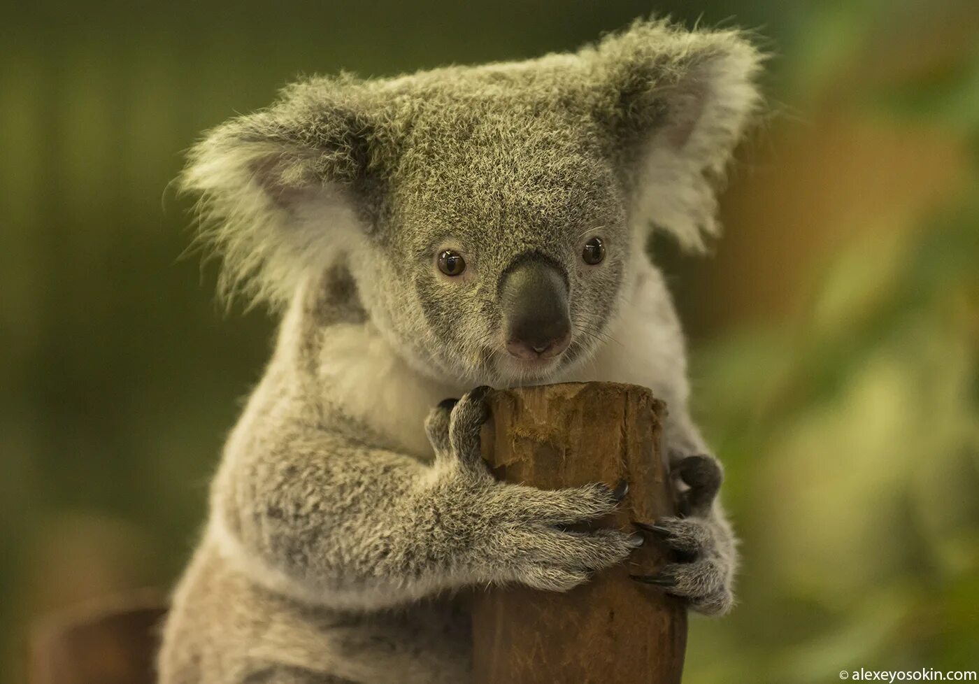 Мишка коала. Млекопитающие коала. Коала в Австралии. Древесный медведь коала.