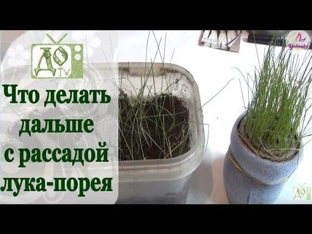 Лук порей пикировка рассады. Лук порей в улитке рассада. Лук чернушка в улитке