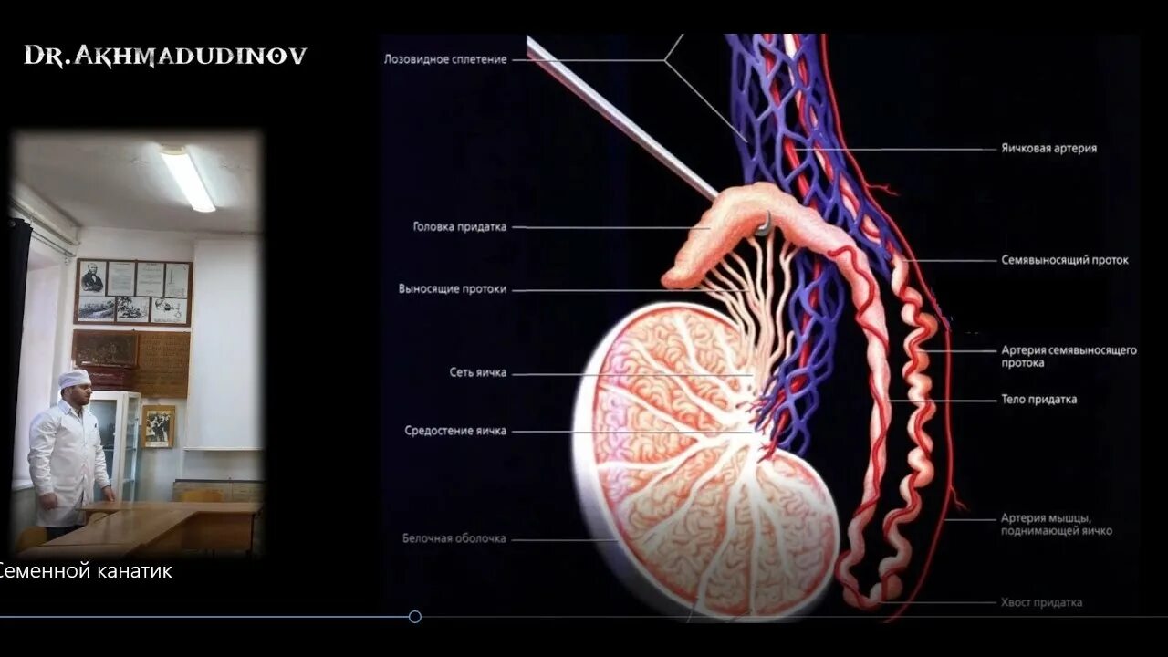 Венозное сплетение яичка. Артерии семенного канатика. Семенной канатик строение. Семенной канатик анатомия. Лозовидное сплетение яичка.