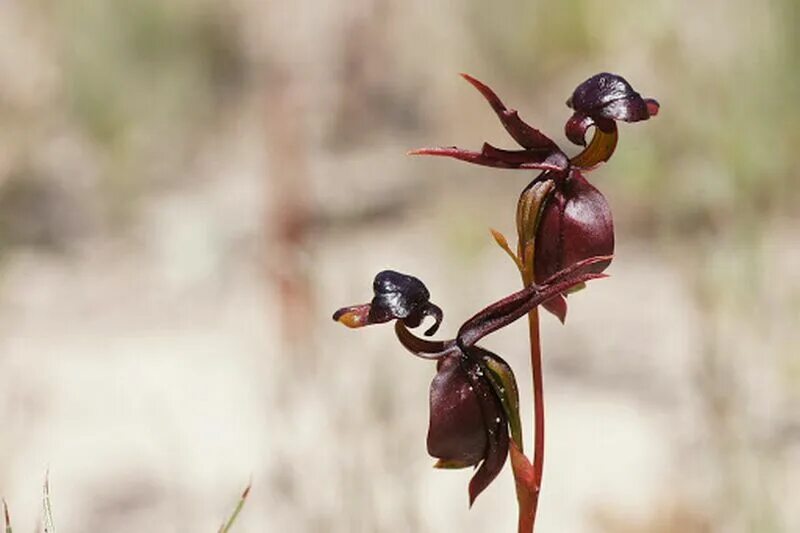 орхидея калания. хары бюль бюль цветок. орхидея «летящая уточка» (caleana major). орхидея калания. орхидея уточка.