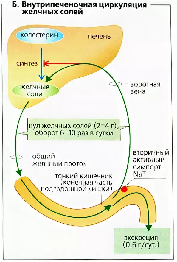 Синтез желчи происходит в