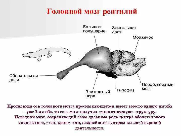 Нервная система пресмыкающихся и млекопитающих. Строение головного мозга рептилий. Строение головного мозга пресмыкающие. За что отвечает промежуточный мозг у рептилий. Функции отделов головного мозга рептилий.