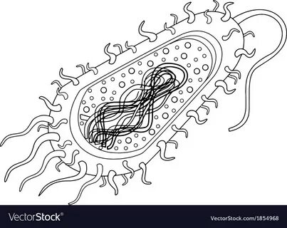 Bacteria cell Royalty Free Vector Image - VectorStock