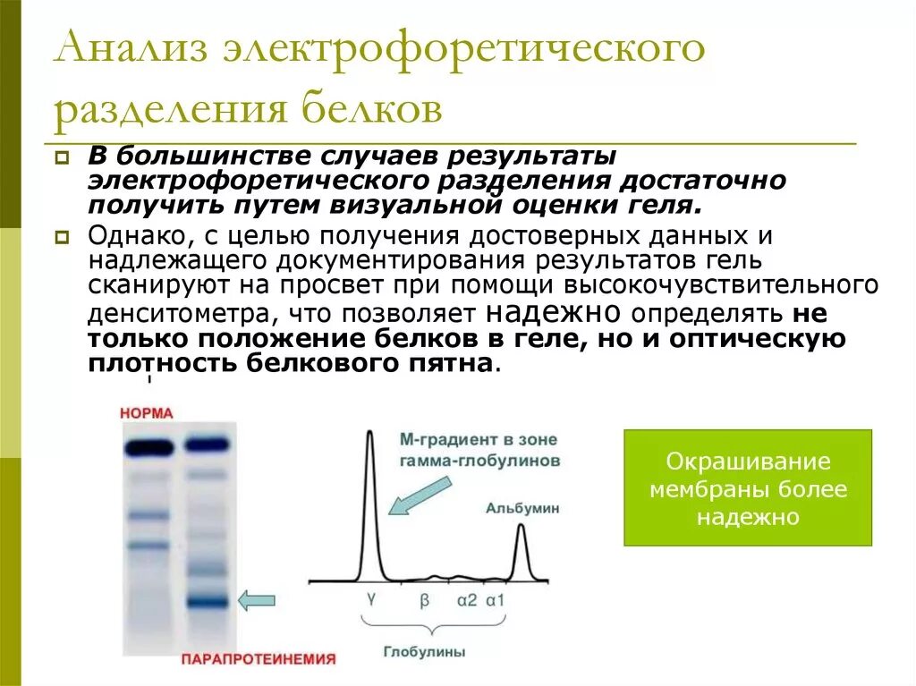 Количественное определение белков в крови. Электрофореза белковых фракций сыворотки крови методы. М градиент при электрофорезе белков сыворотки крови. Белковые фракции методом электрофореза. Белковые фракции сыворотки крови при миеломной болезни.