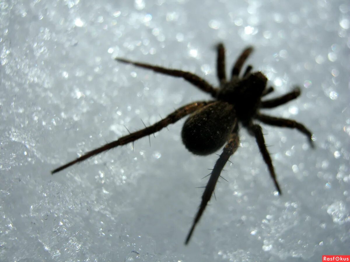 снежный паук. снежный паук. пауки зимой. паук на снегу зимой. паук на снегу зимой.