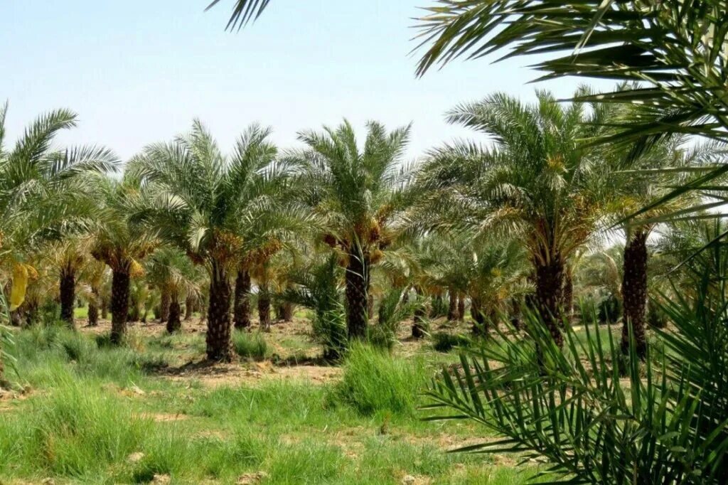 Финиковая плантация. Финиковые пальмы в Египте. Финиковая роща в Медине. Медина финиковая плантация. Финиковые плантации ОАЭ.