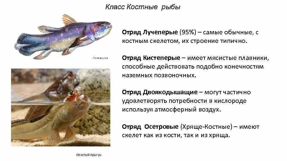 Особенности классов костные рыбы. Костные рыбы двоякодышащие представители. Класс костные отряд лучеперые. Отряды костных рыб таблица. Класс костные рыбы отряды.