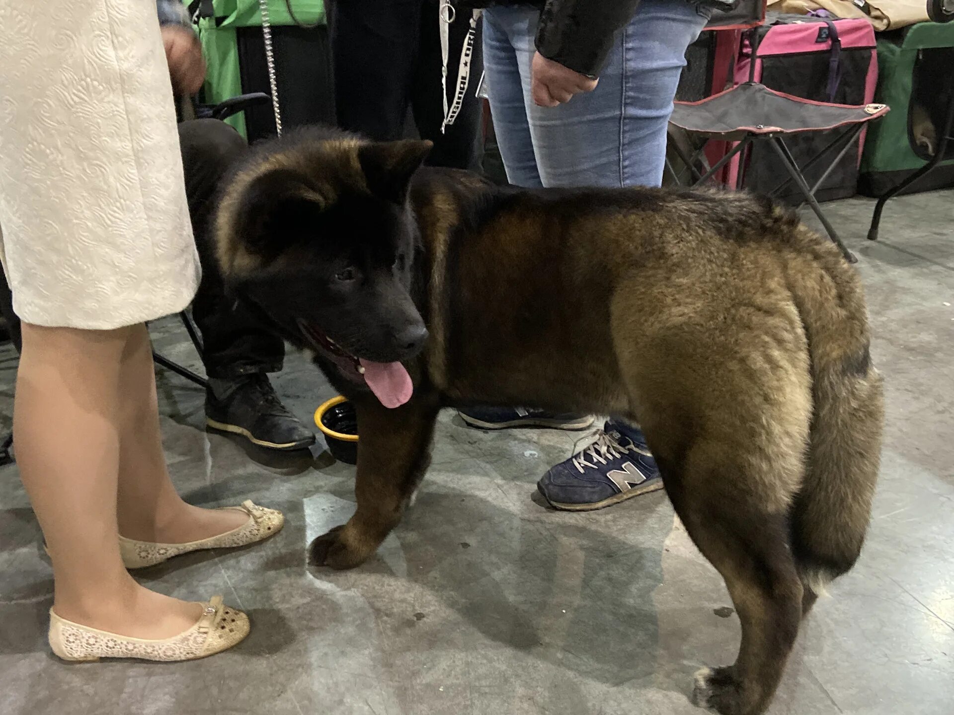 Интернациональная выставка собак САСИБ 2019. На выставке собак. Выставки собак в Европе. Выставочные собаки.