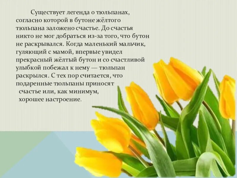 Я подарю тебе тюльпаны песня. Стихи про тюльпаны. легенда о тюльпане. тюльпаны стихи красивые. стихи о цветах тюльпанах.
