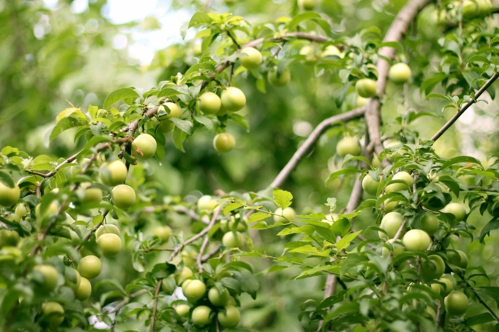 К осени созревают плоды зеленоватые. Unripe Plum. Сад с зелеными яблоками. Яблоня с зелеными яблоками. Дерево с зелеными плодами.