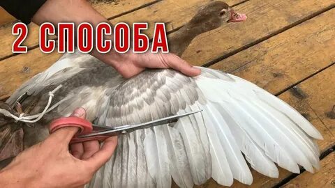 Как обрезать уткам крылья