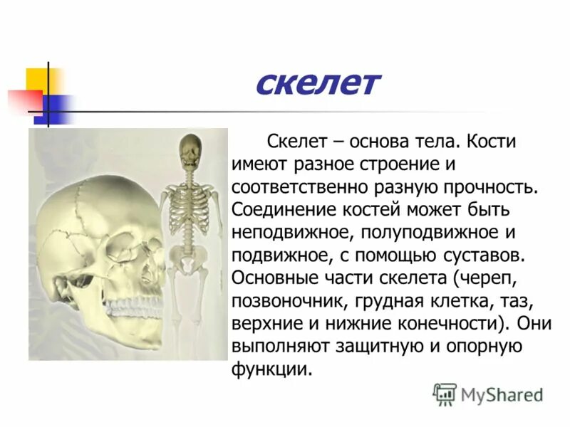 Сколько костей у человека. Основу скелета составляет. Человека. Строение человеческого скелета. Основу скелета составляет.