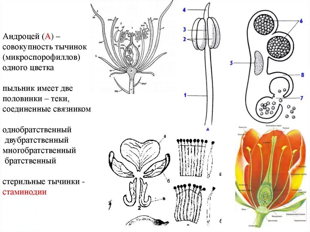 Поперечный срез завязи пестика. Андроцей строение тычинки. Двубратственный андроцей. Андроцей типы андроцея. Андроцей и гинецей типы строение.
