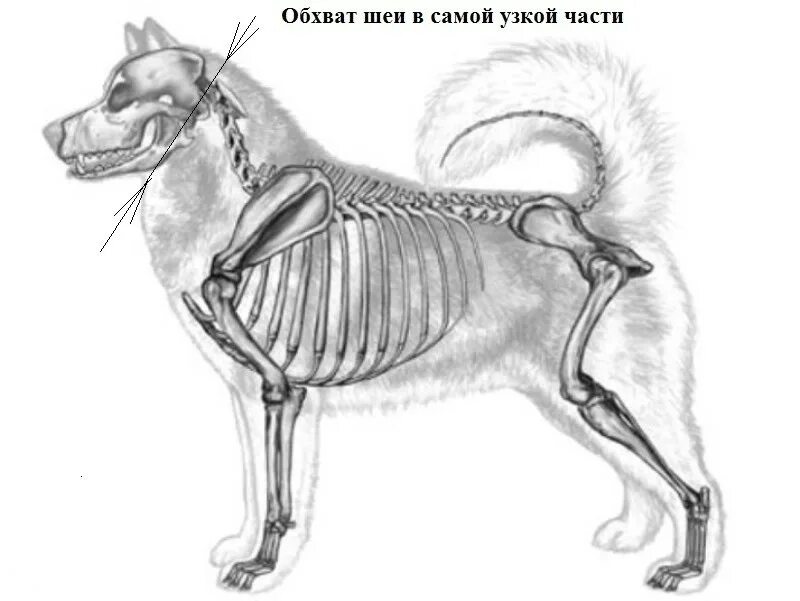 Кости задней конечности собаки. Задние конечности собаки. Кости хвоста собаки. Скелет волка. Скелет хвоста собаки.