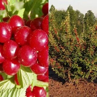 Сорта войлочная вишня отзывы