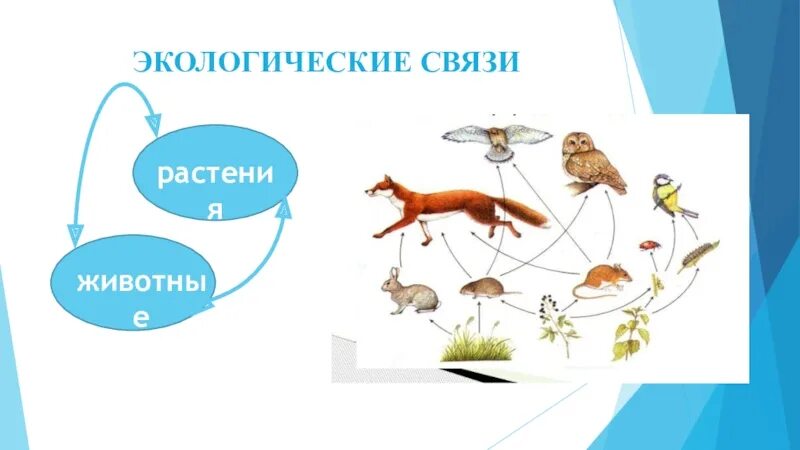 Примеры экологических связей. Экологические связи в природе. Экологические связи окружающий мир. Экологические связи растения животные.