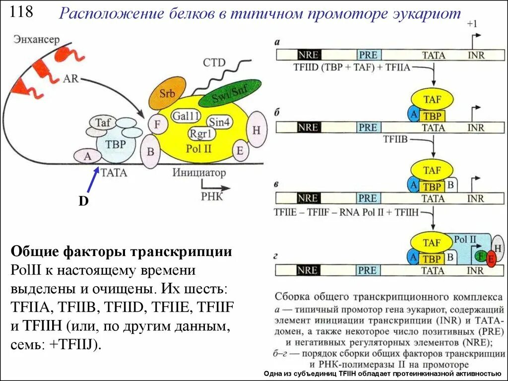 Промотор Гена эукариот. Факторы инициации транскрипции эукариот. Транскрипционные факторы эукариот. Инициация транскрипции у эукариот инициация.