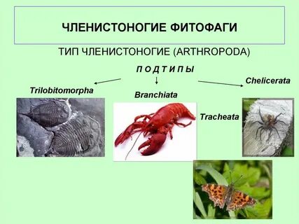 Тип членистоногие 1
