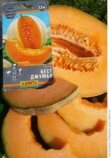 Дыня джумбо