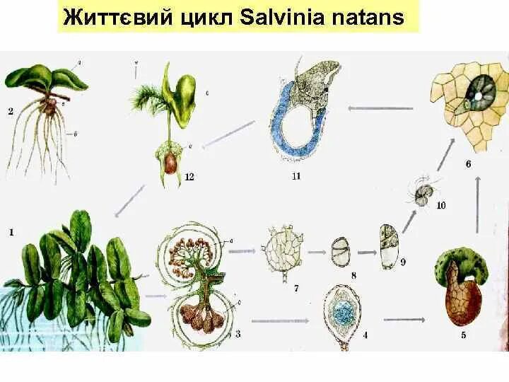 Плавающий цикл. Жизненный цикл сальвинии плавающей схема. сальвиния плавающая схема развития. сальвиния плавающая строение. сорусы сальвинии.