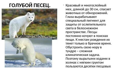 Животные тундры сообщение