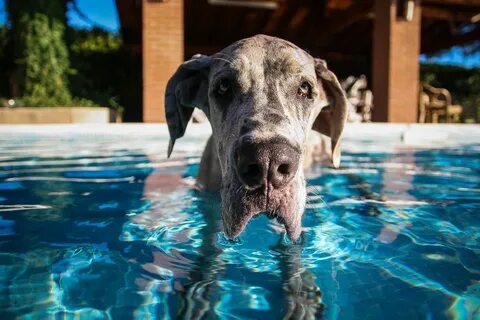 Dog can t