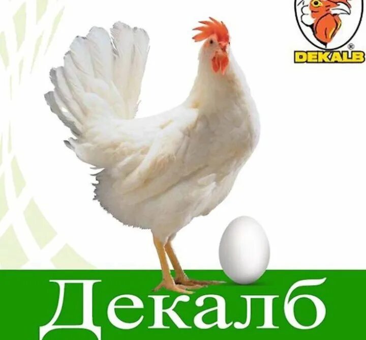 Декалб вайт. Декалб Уайт порода. Куры породы Декалб Уайт. Несушка Декалб Уайт. Декалб Уайт петух.