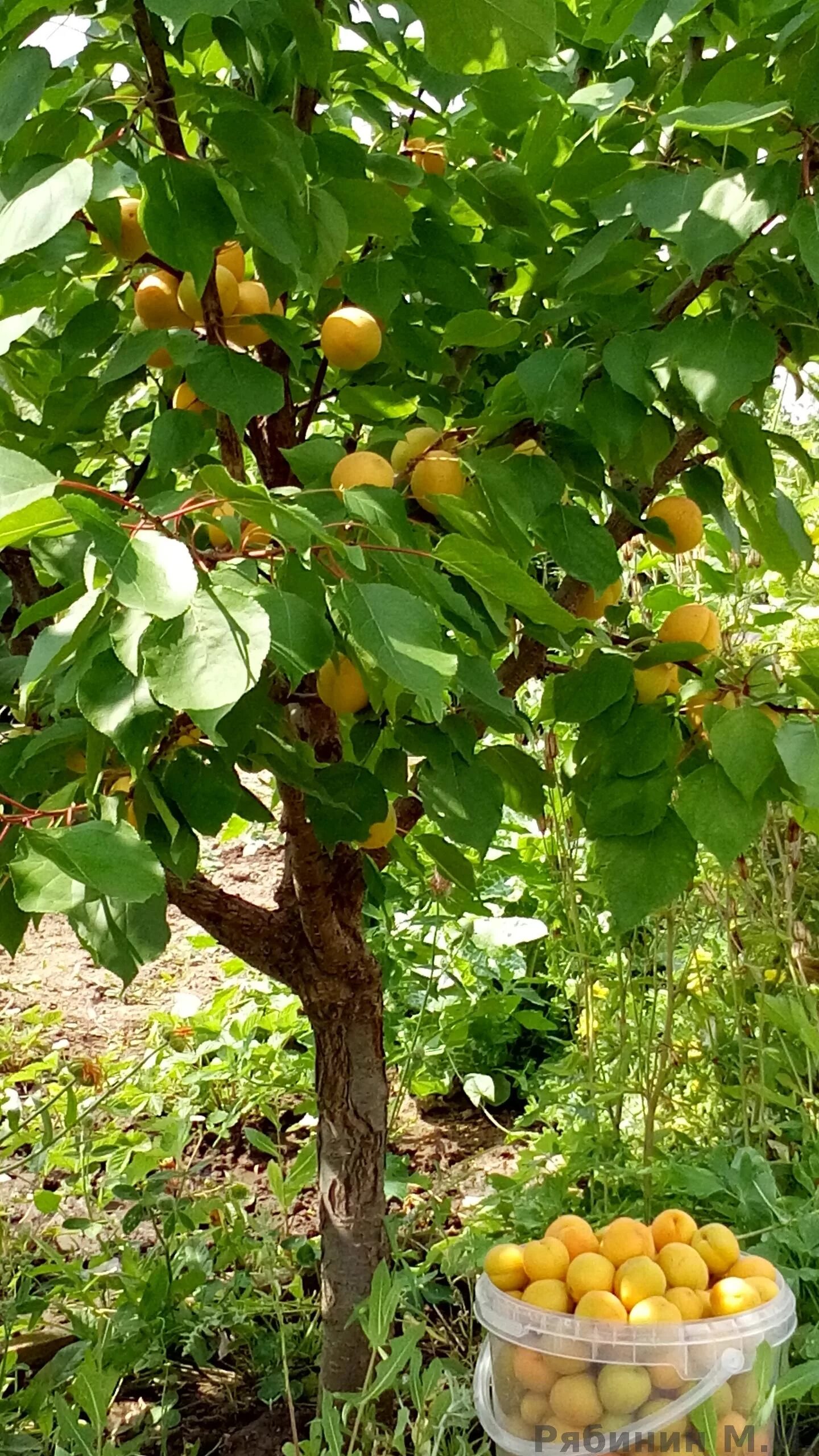 Абрикос дерево. Абрикос фаворит. Madjarska najbolja абрикос. Абрикос 5 лет. Много абрикосов на прозрачном фоне.