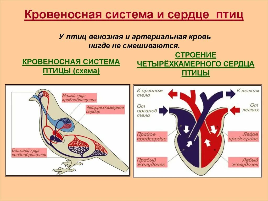 Кровеносная система птиц. Сердце птиц. Схема кровообращения птиц. Тип кровеносной системы у птиц.