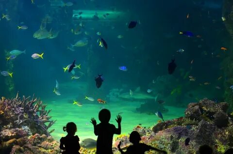 Sea life