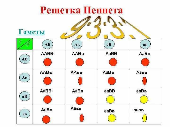 Решетка Пеннета для 3 признаков. Решётка Пеннета АА АА. Решетка Пеннета для AABB. Таблица дигибридного скрещивания решетка Пеннета. Какие гаметы образует генотип aabb