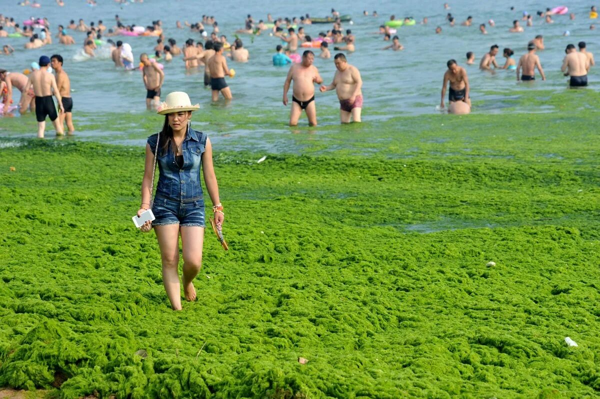 Водоросли в анапе. Цветение водорослей в Анапе. Желтое море Циндао. Водоросли желтого моря.