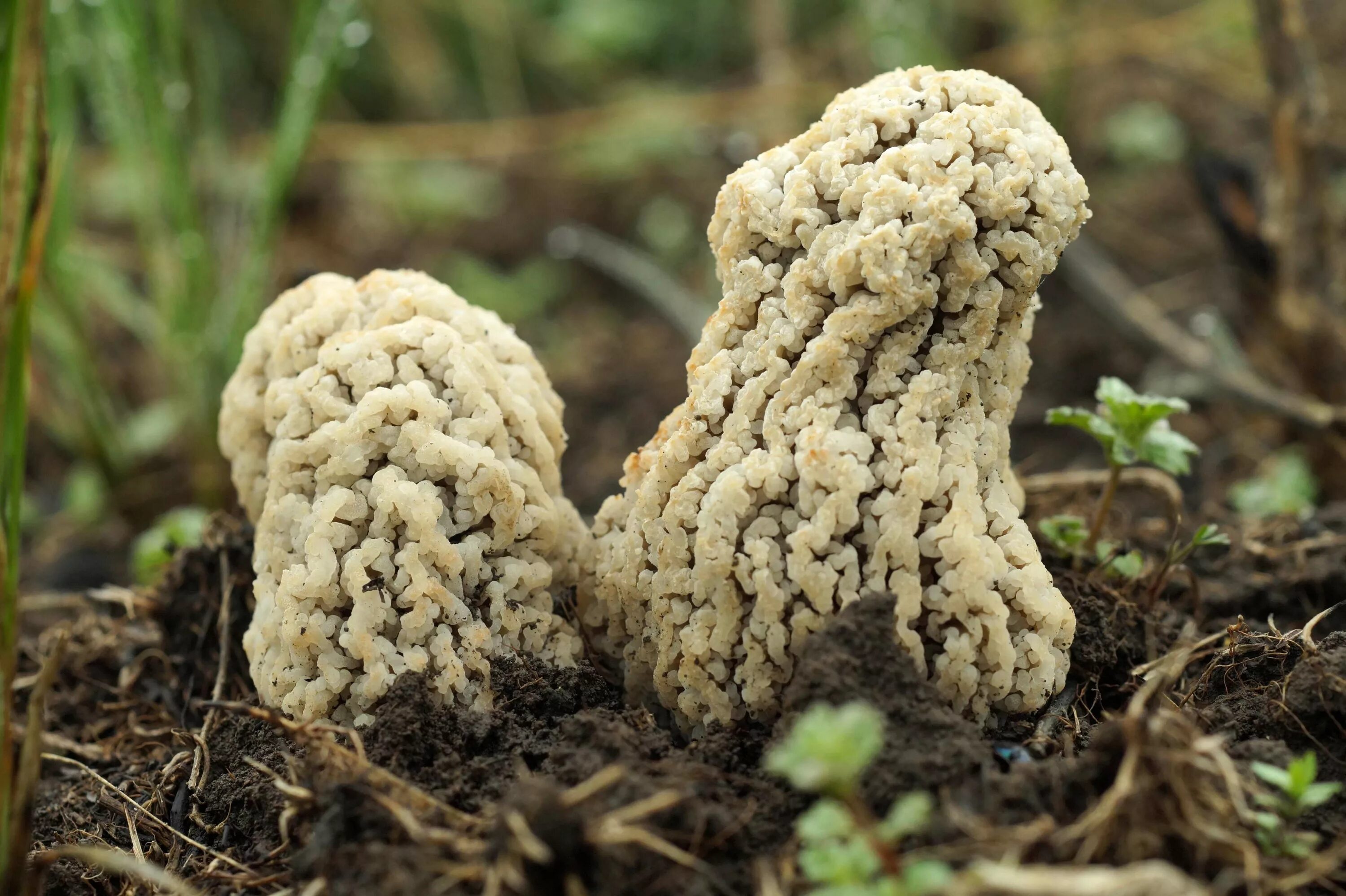 Сморчок степной. Гриб сморчок Степной. Степной сморчок Morchella steppicola. Степной сморчок в Ростовской области. Сморчок Степной в Волгоградской области.