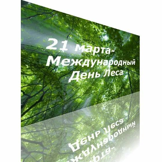 21 международный день леса. Международный день леса. 21 День леса. Международный день лесов доклад.