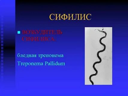 Бледная трепонема это