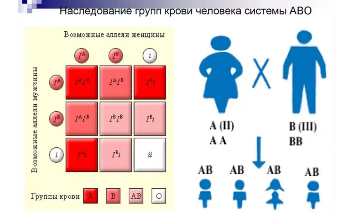 Схема наследования групп крови. Генетическая схема наследования групп крови. Наследование групп крови у человека таблица. Группа крови родителей и ребенка таблица наследования.