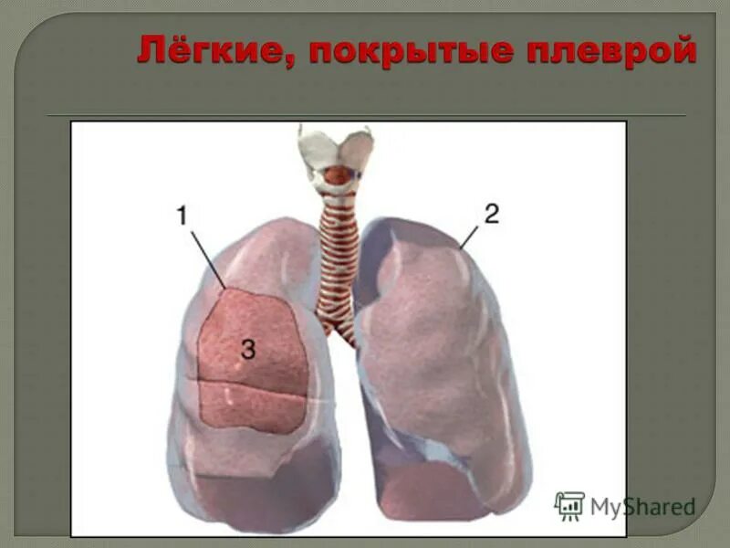 Каждое легкое покрыто оболочкой. Легкие покрыты плеврой. Легкие покрытие плеврой. Париетальный листок плевры покрывает легкие снаружи.