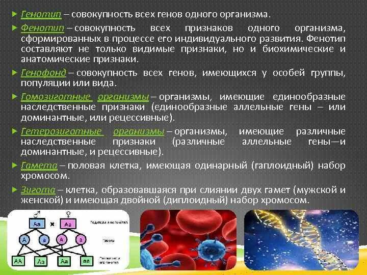 Генотип фенотип кариотип. Ген геном генотип фенотип. Понятие о геноме, генотипе, фенотипе. Понятия ген геном генотип фенотип.