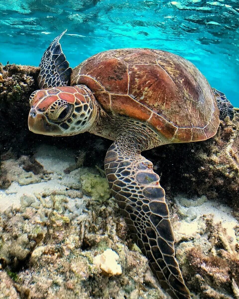 Красивая черепаха. Черепаха логгерхед. Морская черепаха бисса. Черепаха бисса (Каретта). Тортуга черепаха.