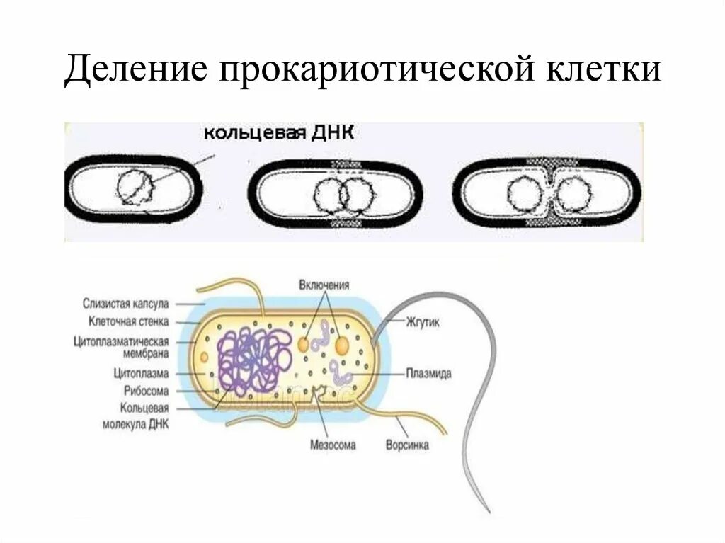 Деление клеток у прокариот 9 класс. Размножение делением клетки. Деление клеток прокариот схема. Клеточное деление у прокариот.